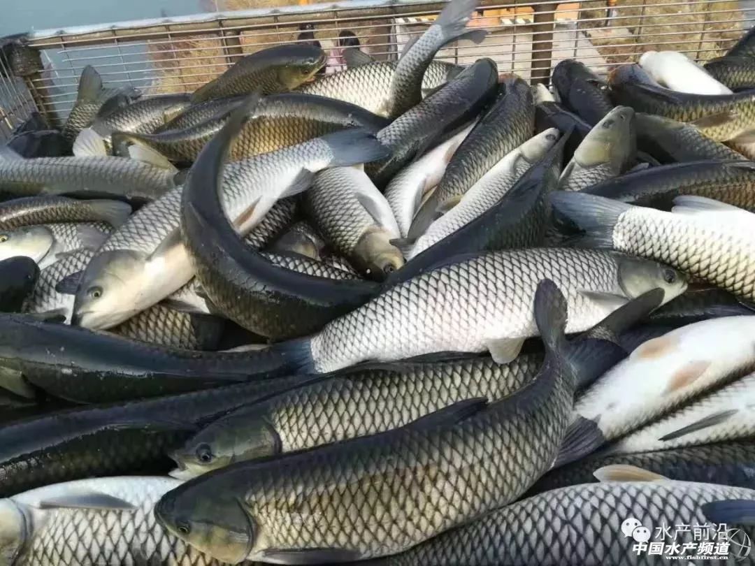 最新草魚市價(jià),最新草魚市價(jià)大揭秘??