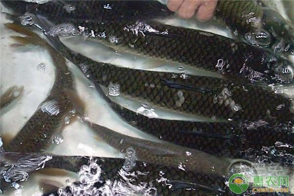 最新草魚市價(jià),最新草魚市價(jià)大揭秘??