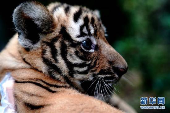 網(wǎng)絡(luò)時代下的四虎免費網(wǎng)站，道德與法律邊界的探討