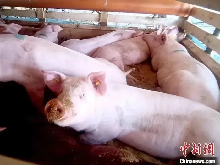 邯鄲今日毛豬價格行情更新及走勢分析