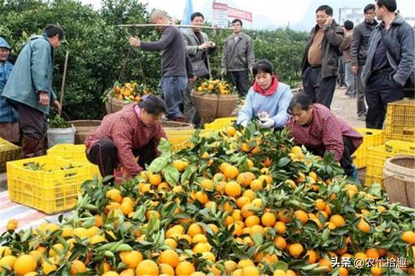 科技賦能下的夏橙新紀元行情分析