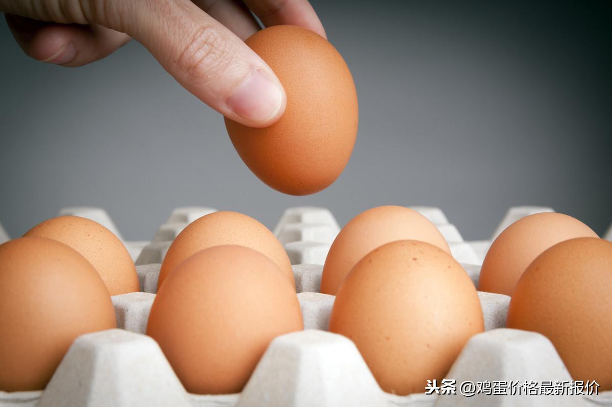 全國(guó)雞蛋價(jià)格行情今日?qǐng)?bào)告