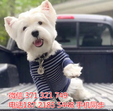 西高地犬價格深度解析與科普指南