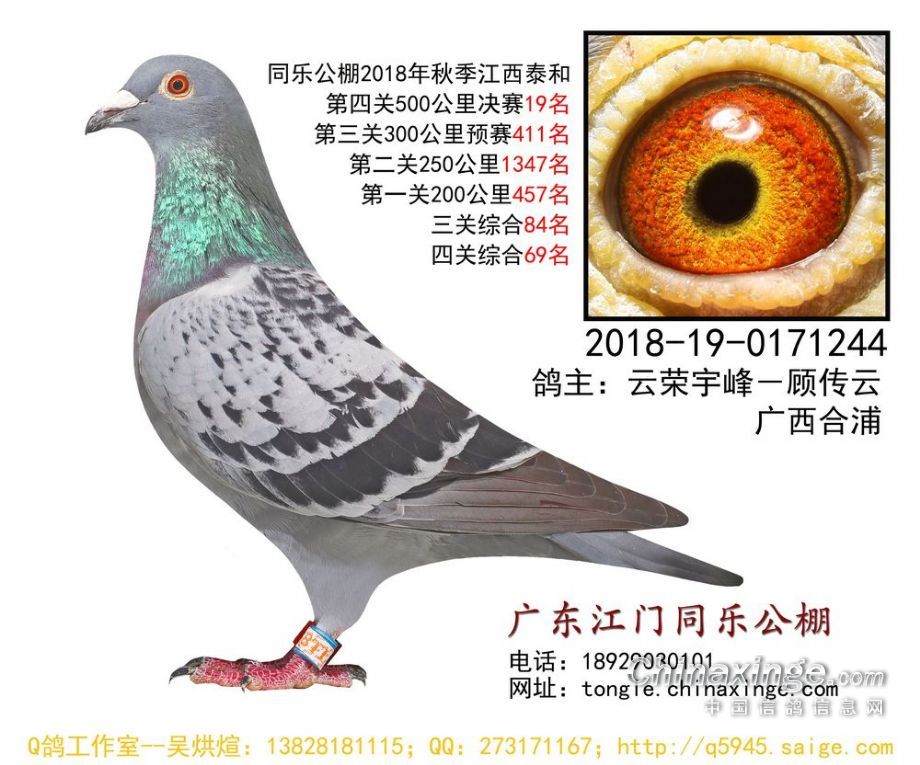 江門(mén)同樂(lè)公棚最新公告更新通知