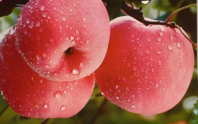 現(xiàn)代蘋果樹修剪技術(shù)深度解析，小巷園藝的瑰寶