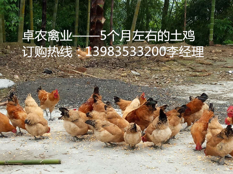 最新土雞行情下的溫情故事揭秘