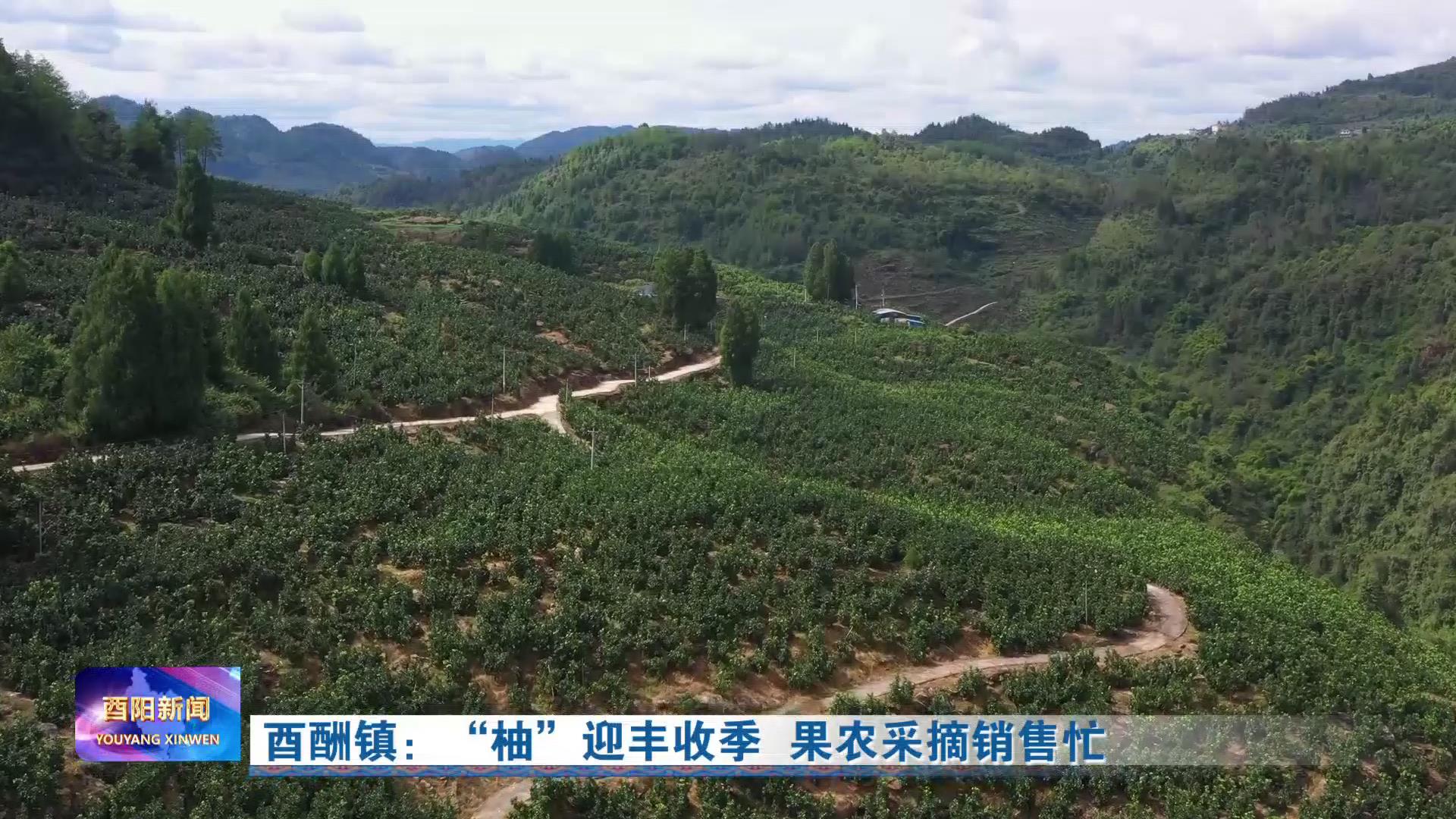 酉陽貼吧小巷深處的獨(dú)特風(fēng)味特色小店最新消息探索指南