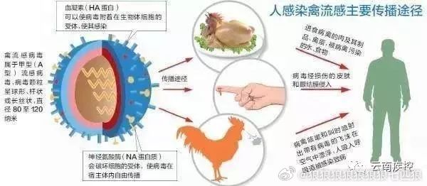 遼寧禽流感最新消息更新