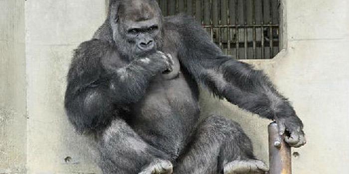 探尋人類起源新篇章，最新祖先揭秘之旅