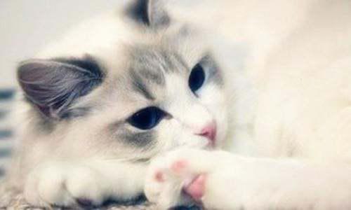 貓咪網(wǎng)站最新動態(tài)，價值、影響及我的觀點分析