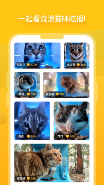 貓咪最新版本2025，探索小巷中的特色貓咪小店